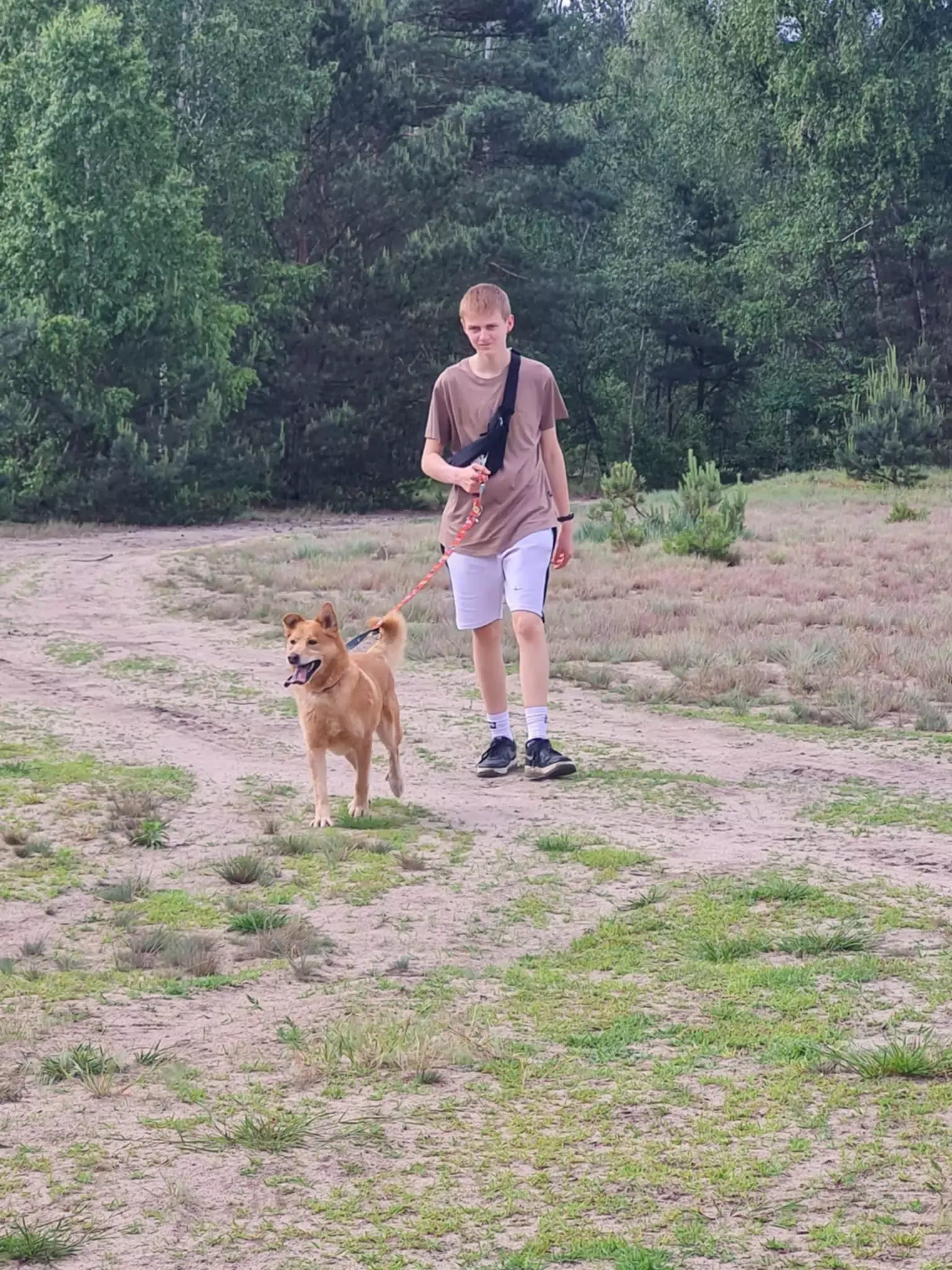 Wolontariat w schronisku