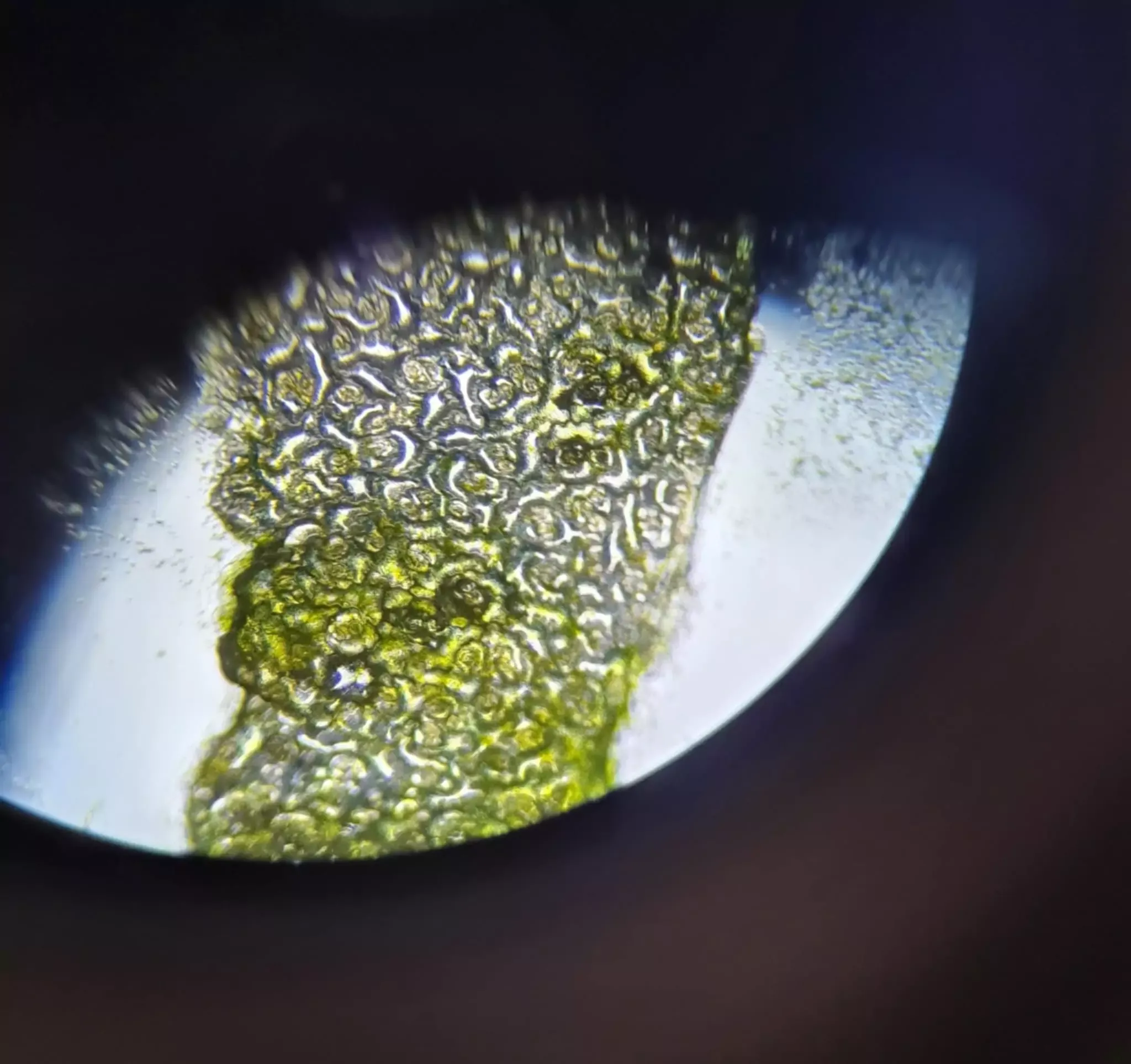 preparaty pod mikroskopem