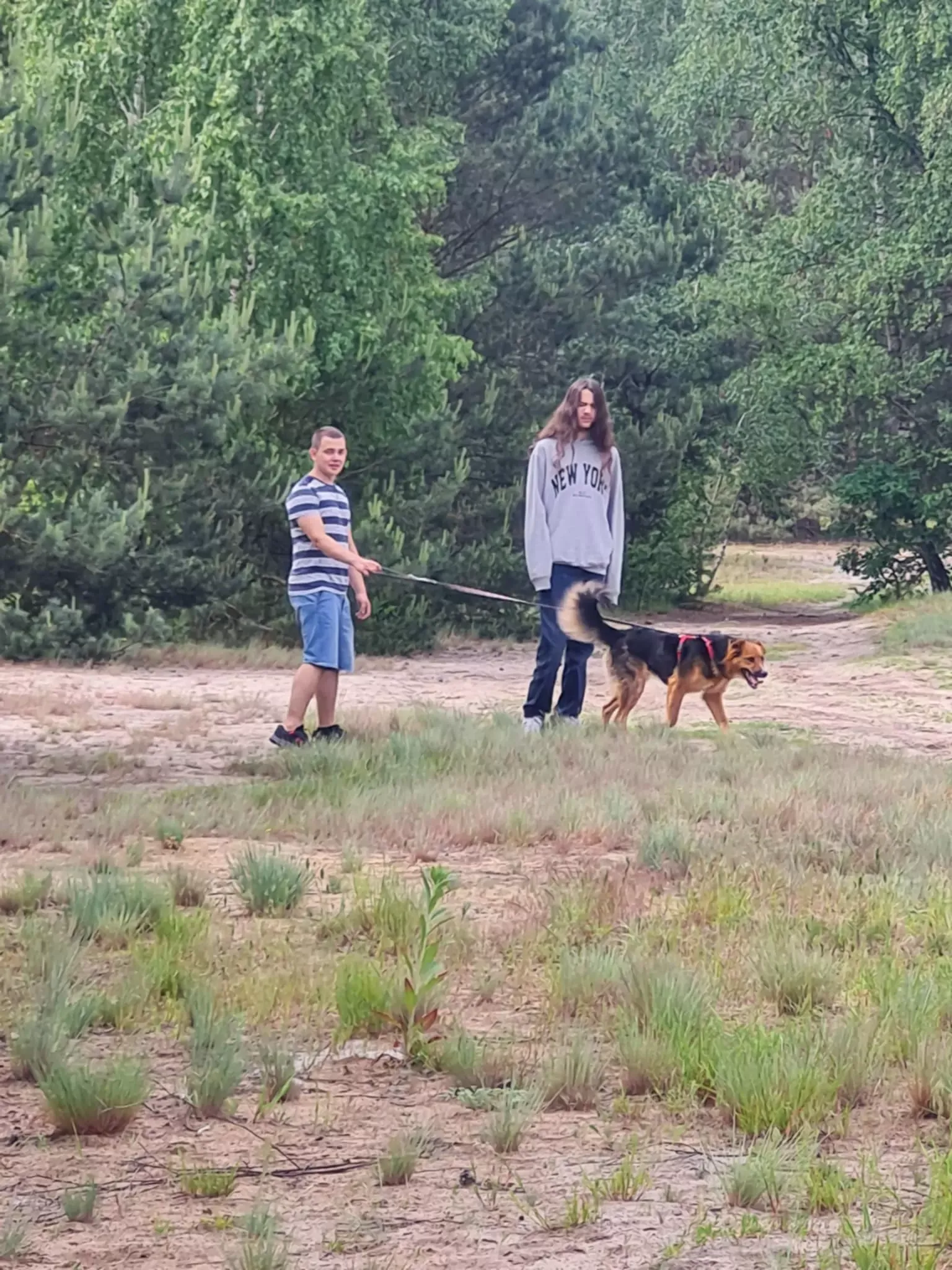 Wolontariat w schronisku