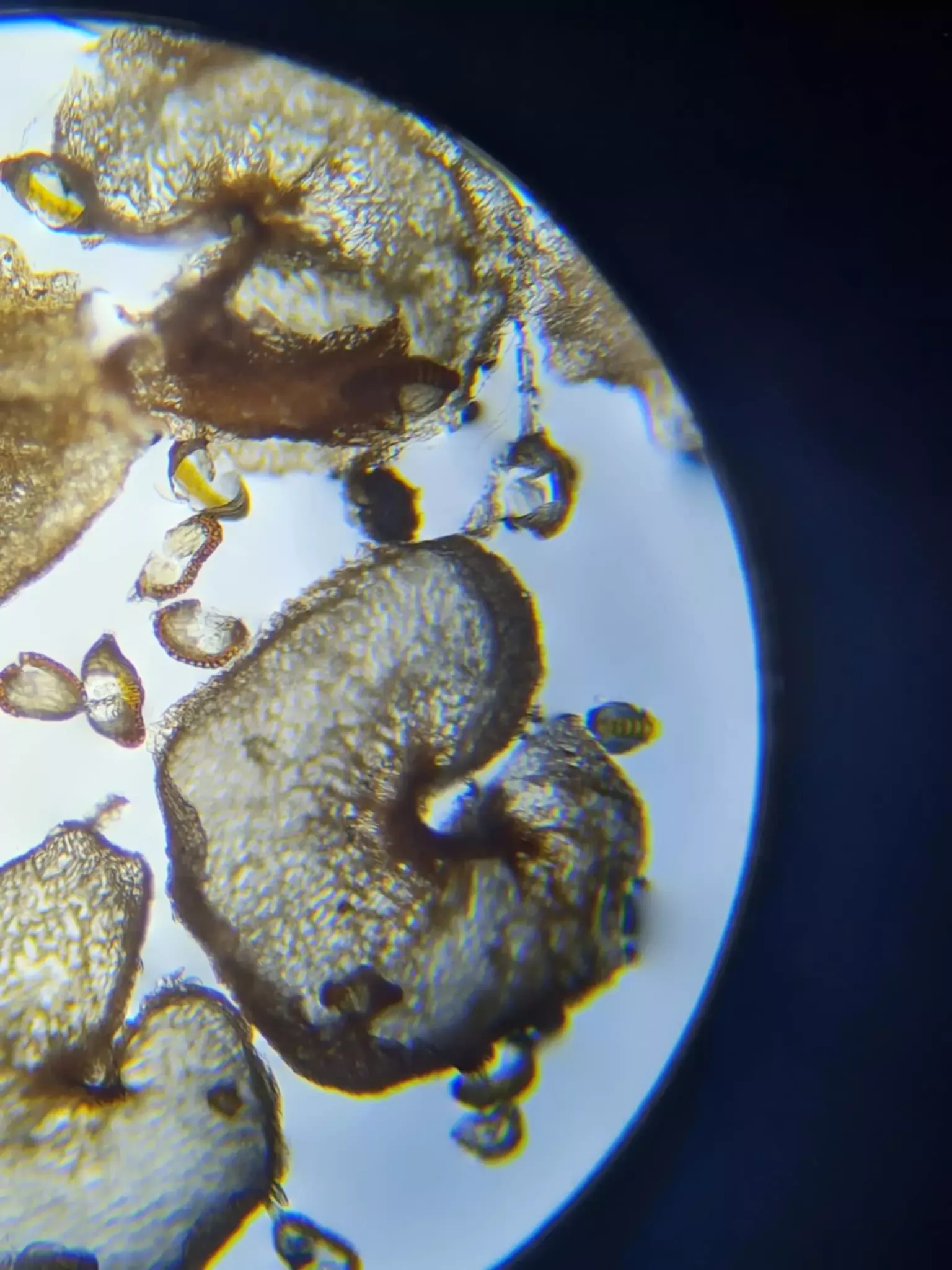 preparaty pod mikroskopem