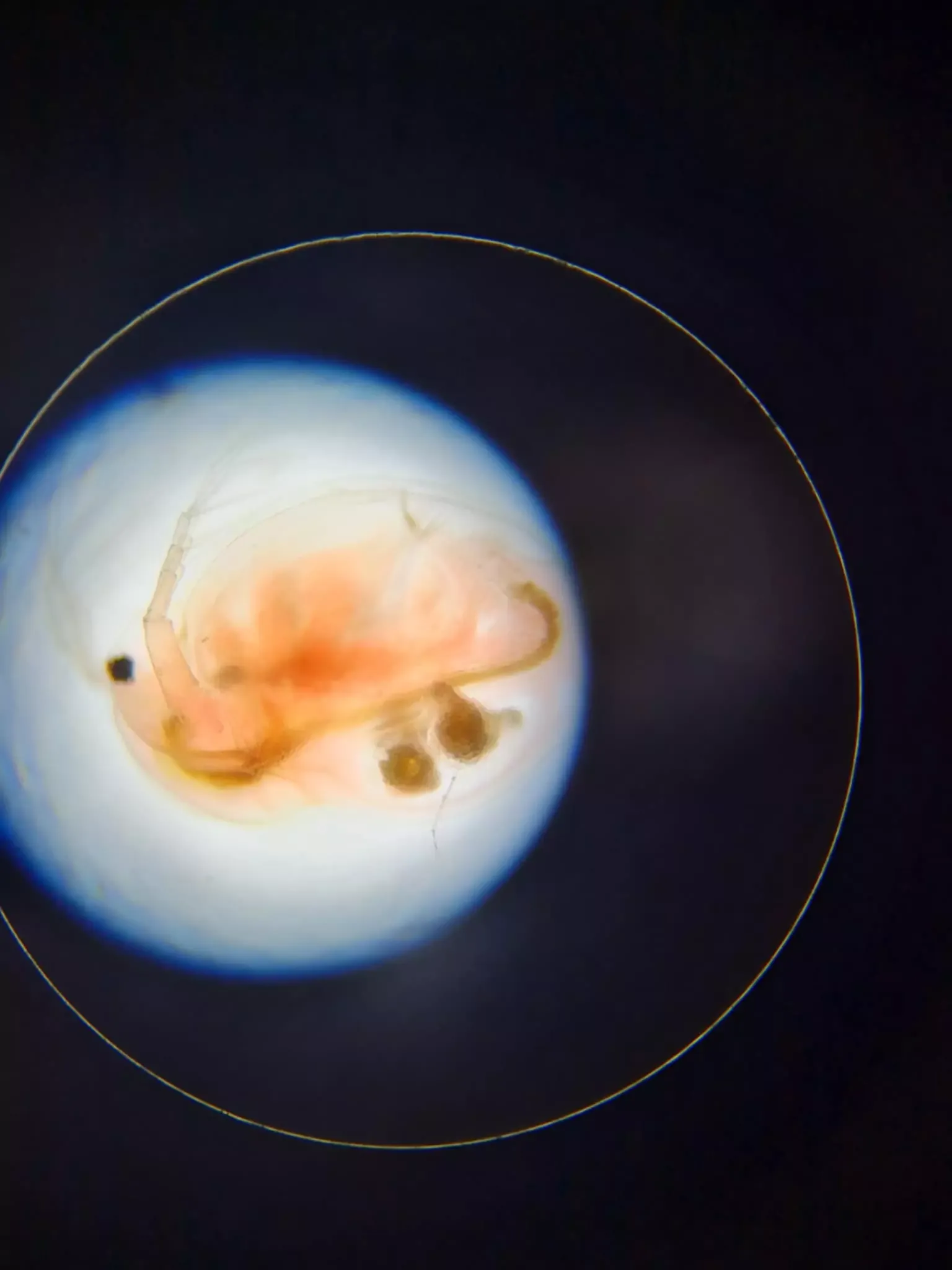 preparaty pod mikroskopem