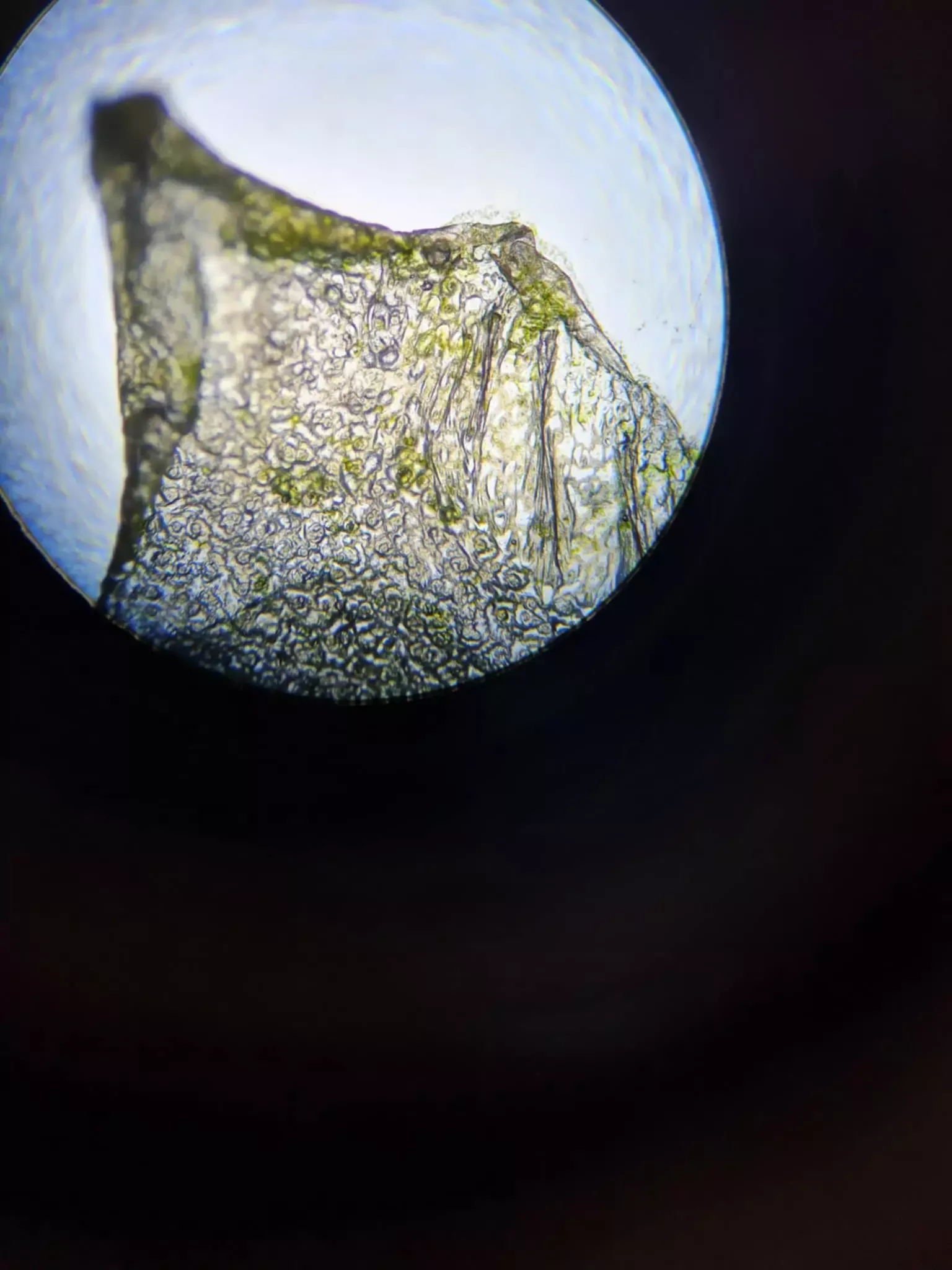 preparaty pod mikroskopem