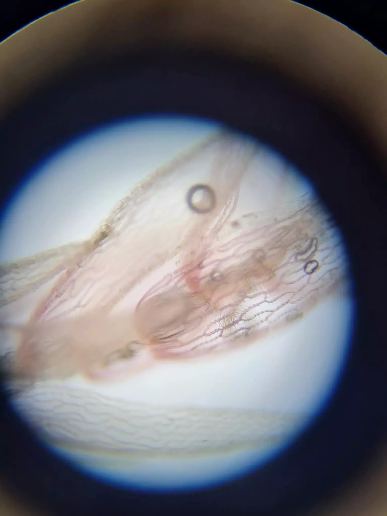 preparaty pod mikroskopem