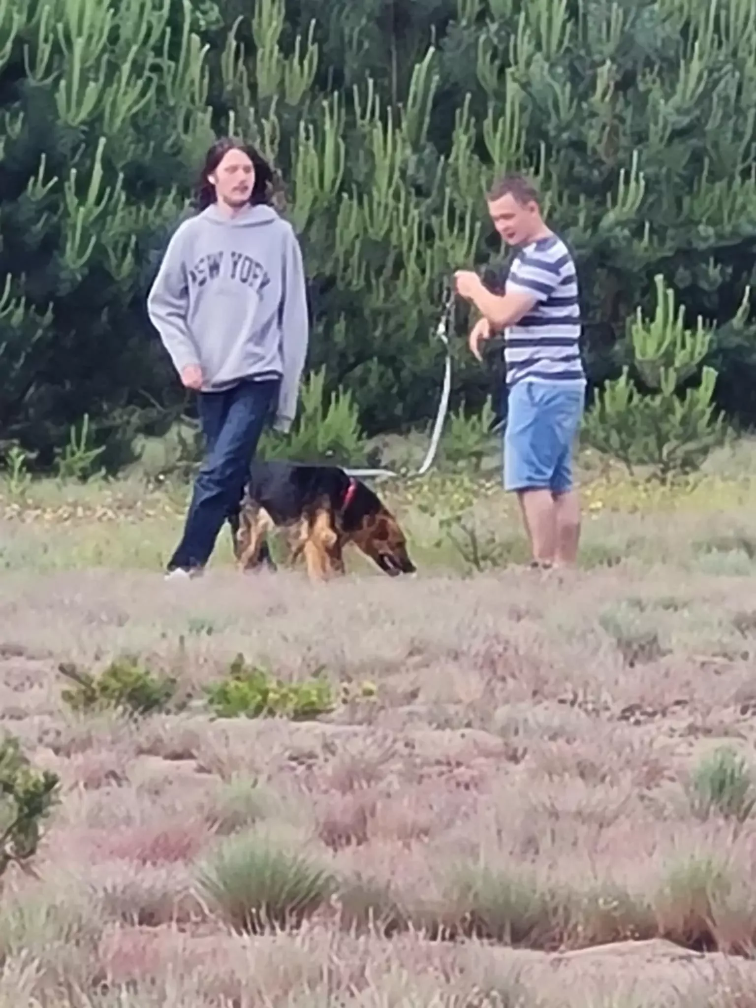 Wolontariat w schronisku