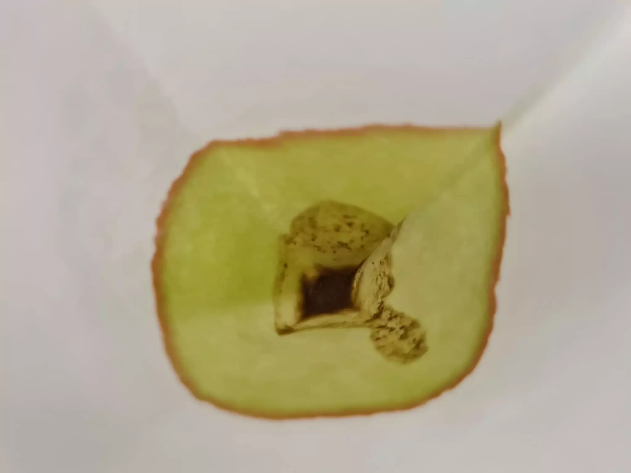 preparaty pod mikroskopem