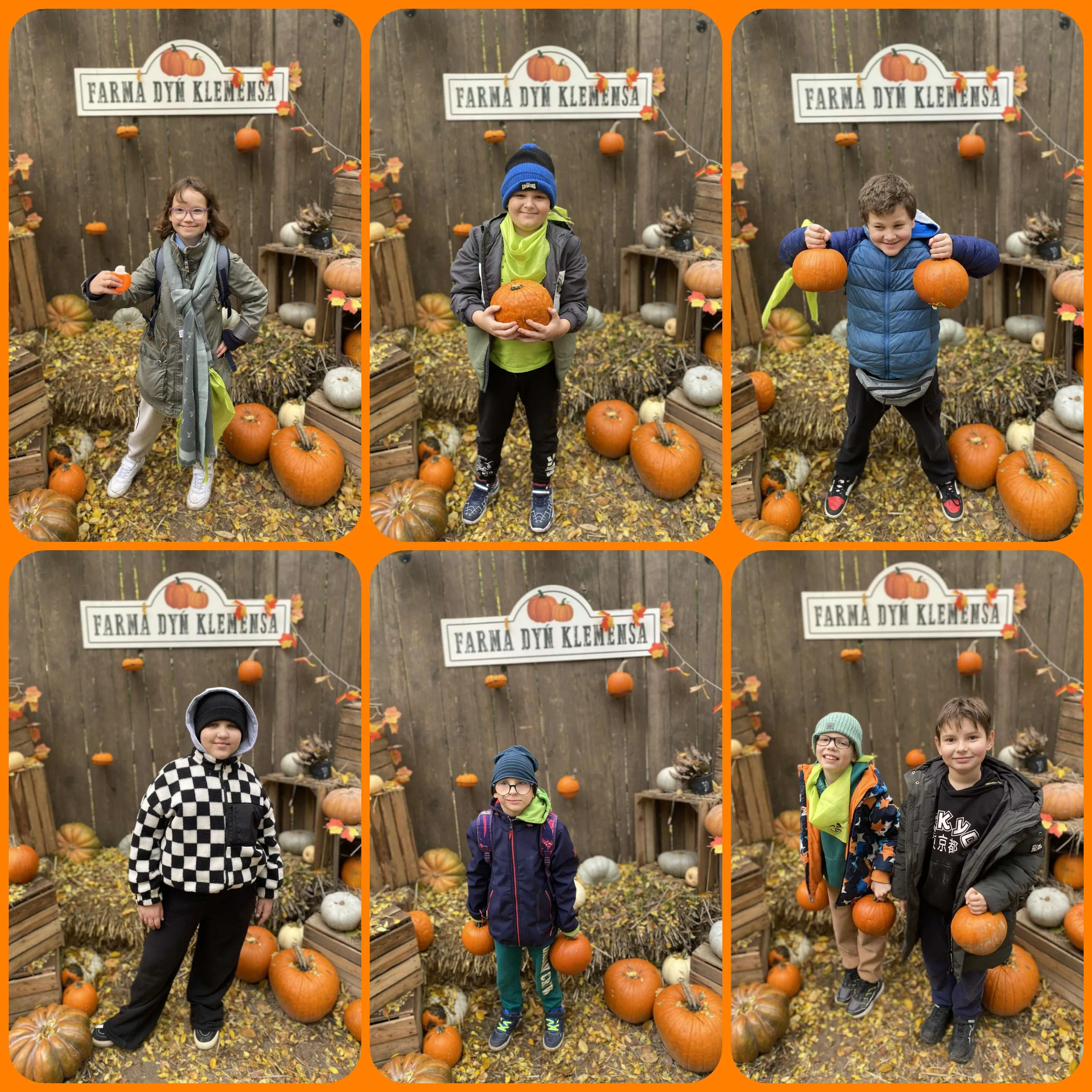 Farma dyń w  Sadach Klemensa 