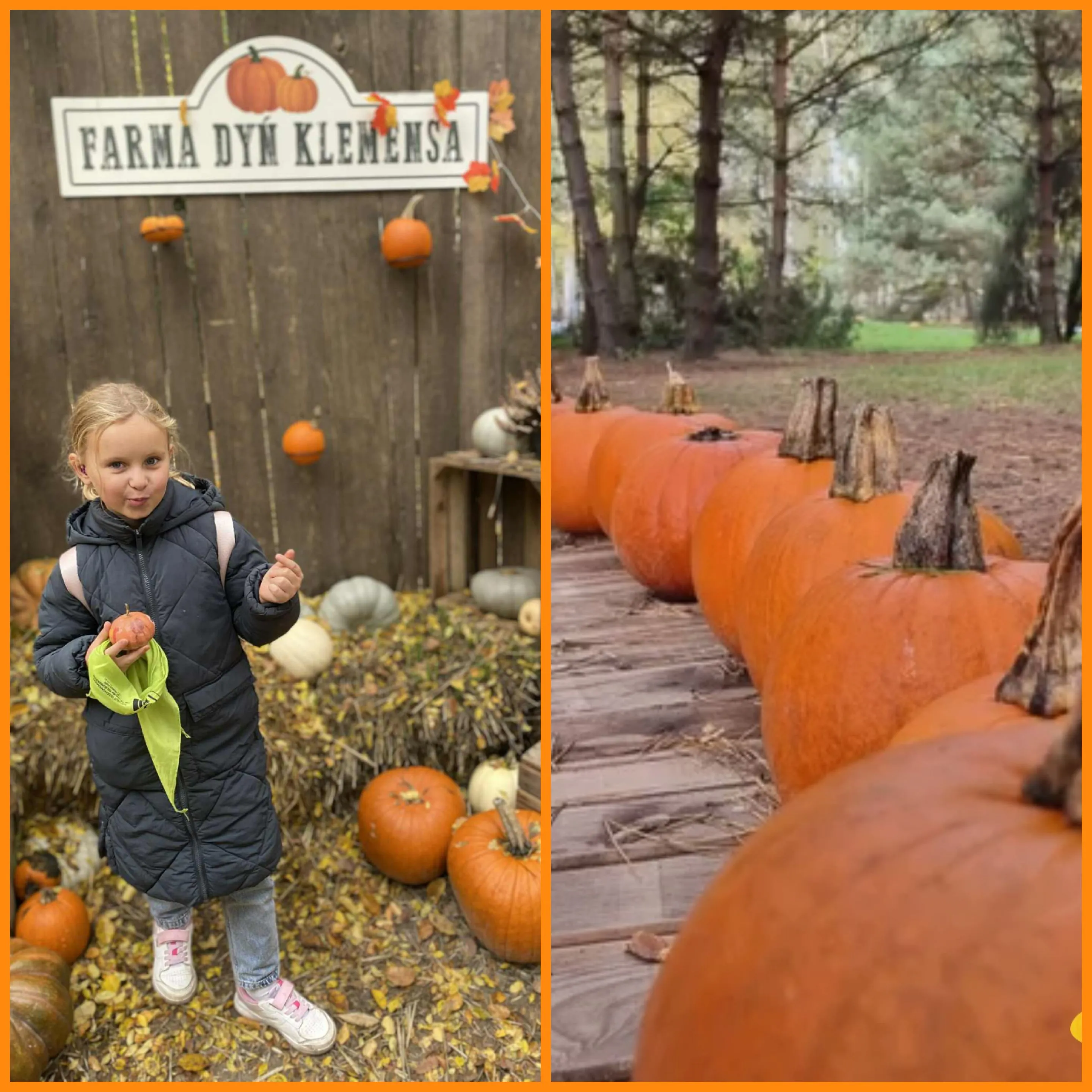 Farma dyń w  Sadach Klemensa 