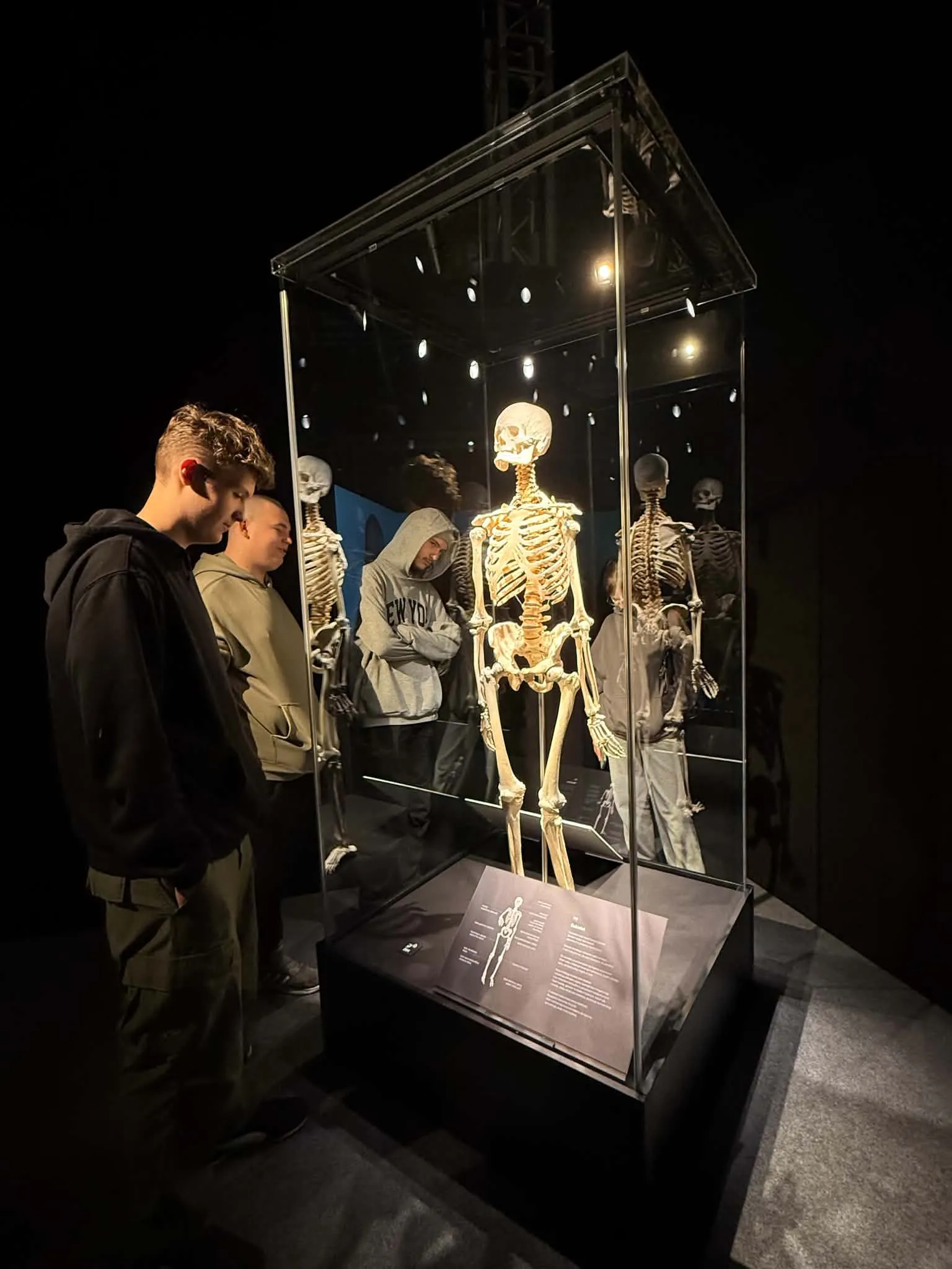 Na wystawie Body Worlds