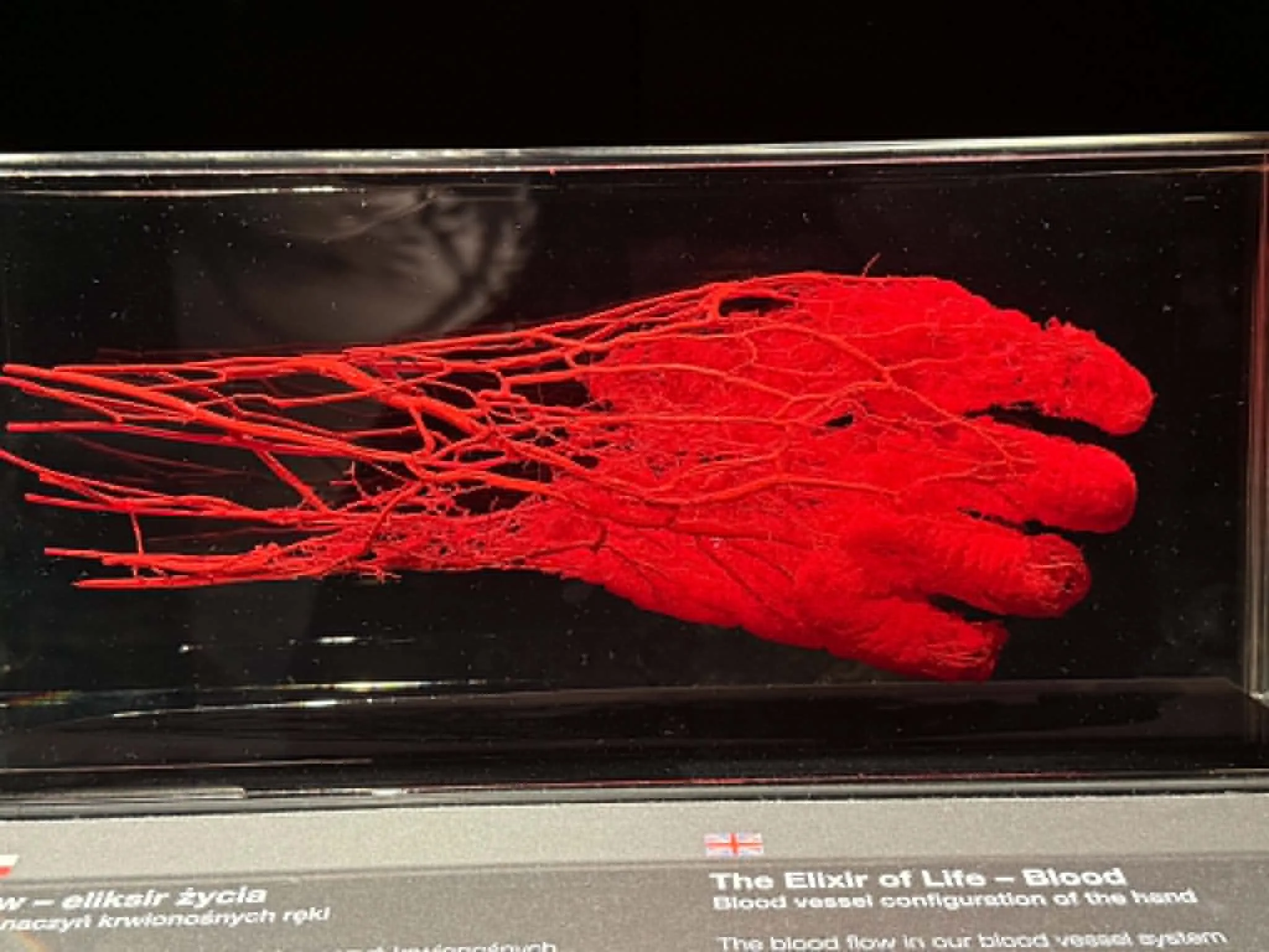 Na wystawie Body Worlds